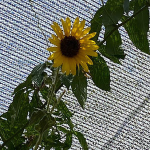 Meet your Posher, Kianah